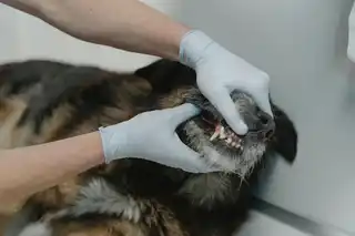 Odontología