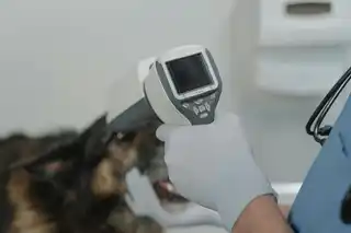 Esterilización gata