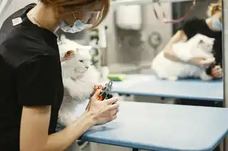 Limpieza dental (perro)
