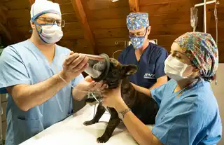 Vacunación (completa)